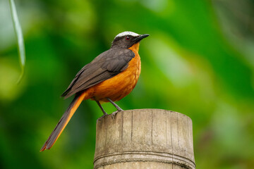 White-crowned Robin-Chat, Cossypha albicapillus. A large and colorful robin-chat with a black face mask that continues onto the chin. 