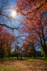 Fototapeta premium Park around The Alter Südfriedhof also known as 