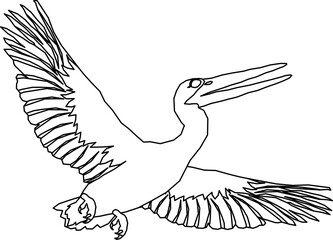 Bird Illustration