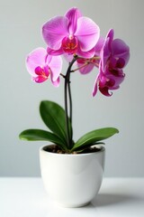 Naklejka premium A vibrant pink orchid showcases its beauty within a simple white container , plant, home