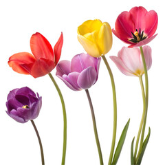 Set of five colorful tulip flowers in red, yellow, purple, lavender, and pink, isolated on transparent background.
