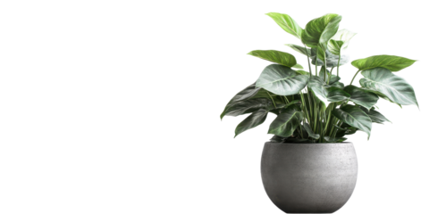 This image features a lush houseplant in a concrete pot, creating a calming, natural aesthetic.