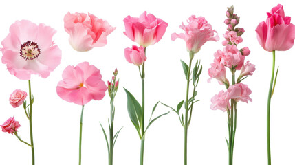 Obraz premium The image displays a collection of various pink flowers with green stems against a light background.