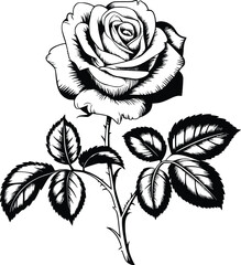 Black and white bold vector of a blooming rose, isolated on white background.