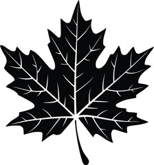 Black and white bold vector of a maple leaf, isolated on white background.