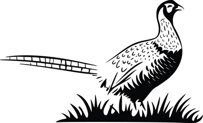 Black and white bold vector of a pheasant in grass, isolated on white background.