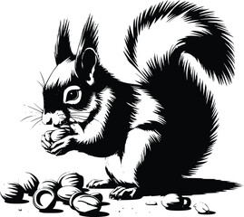 Black and white bold vector of a squirrel gathering nuts, isolated on white background.
