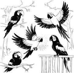 Bold black and white hand-drawn illustrations of 4 vibrant parrots doodling sitting on branches, flying through trees, squawking loudly, and resting on fences, isolated on white.