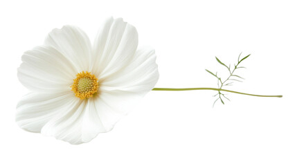 Obraz premium This image shows a close-up of a white flower with a bright yellow center and green stem.