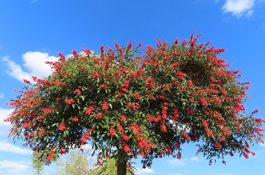 Blooming Erythrina crista tree on blue sky in Florida nature