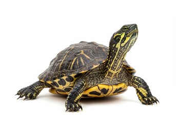 Obraz premium A yellow bellied slider turtle with its head raised on a white background in a studio setting