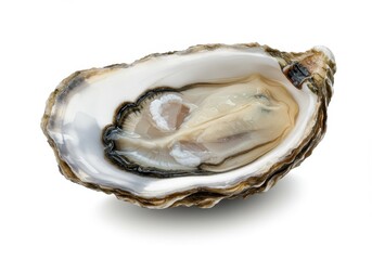 Naklejka premium A single oyster shell opened showing the oyster inside against a white background close up studio shot