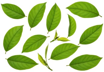 Collection of fresh green leaves scattered on a white background in a studio shot isolated view