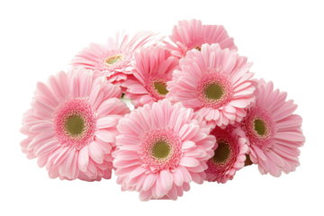 This image features a cluster of vibrant pink flowers, isolated with a dark background.