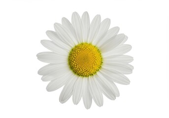 A single daisy flower with white petals and a yellow center on a plain white background isolated close up