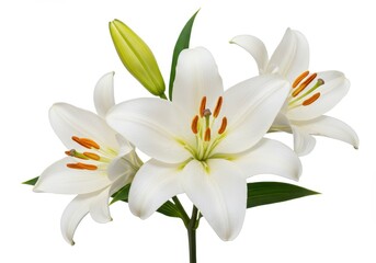 A close up of three white lilies with green leaves and a bud against a white background studio shot
