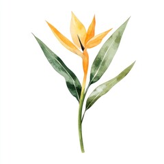 Obraz premium Watercolor Bird of Paradise Flower Isolated