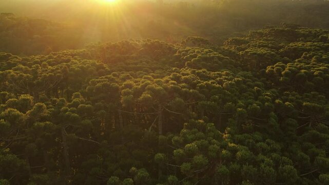 Voo sobre floresta de pinheiros arauc&aacute;ria angustifolia no por do sol em campina grande do sul 