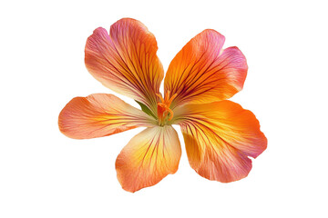 Fototapeta premium This image presents a captivating close-up of a flower with striking orange and pink petals set against a black background.