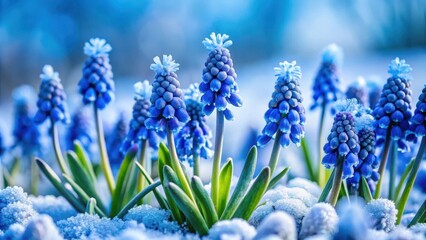 Frozen landscape with Hyacinthus bulb blooming in blue tones during winter, winter bloom, blue flowers