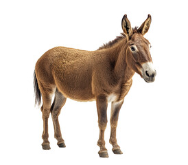 Fototapeta premium A brown donkey stands in front of a white background. The donkey is looking straight ahead, with its head held high. Concept of strength and confidence