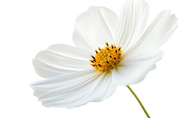 Fototapeta premium This image shows a beautiful white flower with a yellow center and delicate petals.