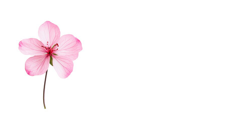 The image captures a delicate pink flower showcasing its beauty and intricate petal details against a clean background.