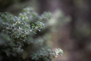 green tree leaves branch nature