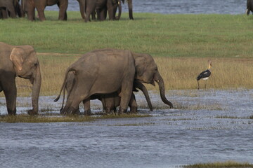 Fototapeta premium Beautiful Elephants and Tuskers in Kaudulla National Park, Sri Lanka 