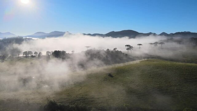 Voo sobre Floresta de pinheiros arauc&aacute;rias em piraquara no paran&aacute; ao amanhecer com neblina