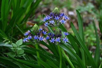 Cuban lily (Scilla peruviana) flowers. Asparagaceae perennial plants. In early summer, many small, deep purple, star-shaped flowers bloom in an umbrella shape.