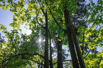 Sunlight beaming through the tree tops in an outdoor park in Seattle.