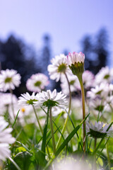 A unique and whimsical perspective looking up at a field of daisy flowers in bloom facing the sunlight. 
