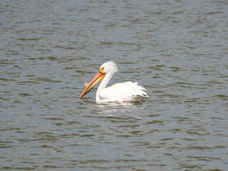 An American White Pelican gliding across a springtime lake, Colorado
