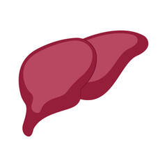 Liver Vector Illustration