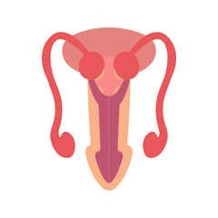 Male Reproduction Vector Illustration