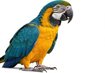 Fototapeta premium A vibrant blue and gold macaw standing against a plain white background with detailed feathers visible