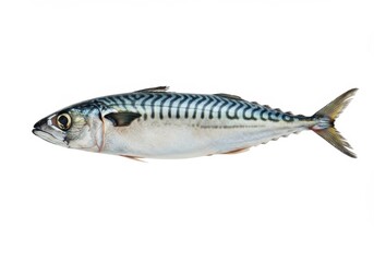 Obraz premium A whole mackerel fish with silver and blue stripes isolated on a plain white background studio shot
