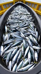 Fototapeta premium Freshly caught fish in a fishing boat.