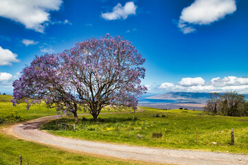 View with blooming jacaranda seen from Kula on Maui.