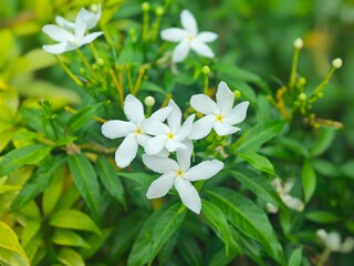 white flowers on green background