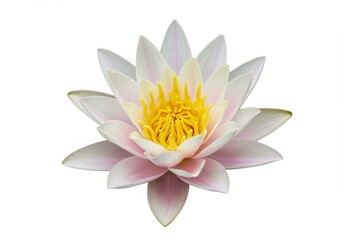 A single water lily flower with white and pink petals and a bright yellow center on white background
