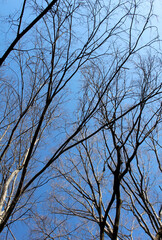 Leafless tree branches and twigs against the blue sky in a sunny day. Bare trees in a forest bottom view background. 