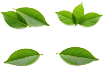 Fototapeta premium Arrangement of four sets of green leaves isolated against a stark white background in studio lighting
