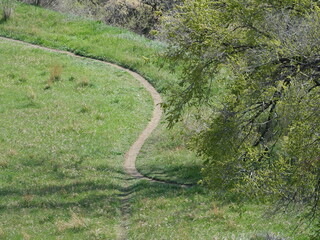 A path winding through a springtime meadow, Colorado