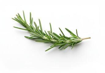 Fototapeta premium A single sprig of fresh green rosemary herb lying on a plain white surface in a close up view