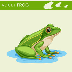 Frog Amphibians of Land and Water with Remarkable Metamorphosis and Unique Adaptations