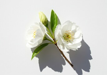 Obraz premium A delicate branch with two white blossoms and a bud against a stark white background casting shadows