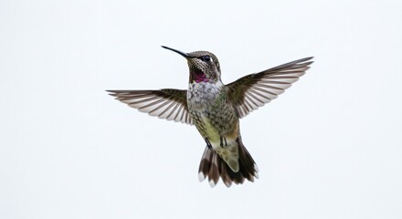 Fototapeta premium A hummingbird with iridescent throat flits mid-air, wings outspread against a blurred background, showcasing nature's avian beauty and agility.