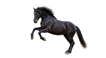 Fototapeta premium Magnificent black horse with a flowing mane and tail rearing up, full of energy and power, on a white background.